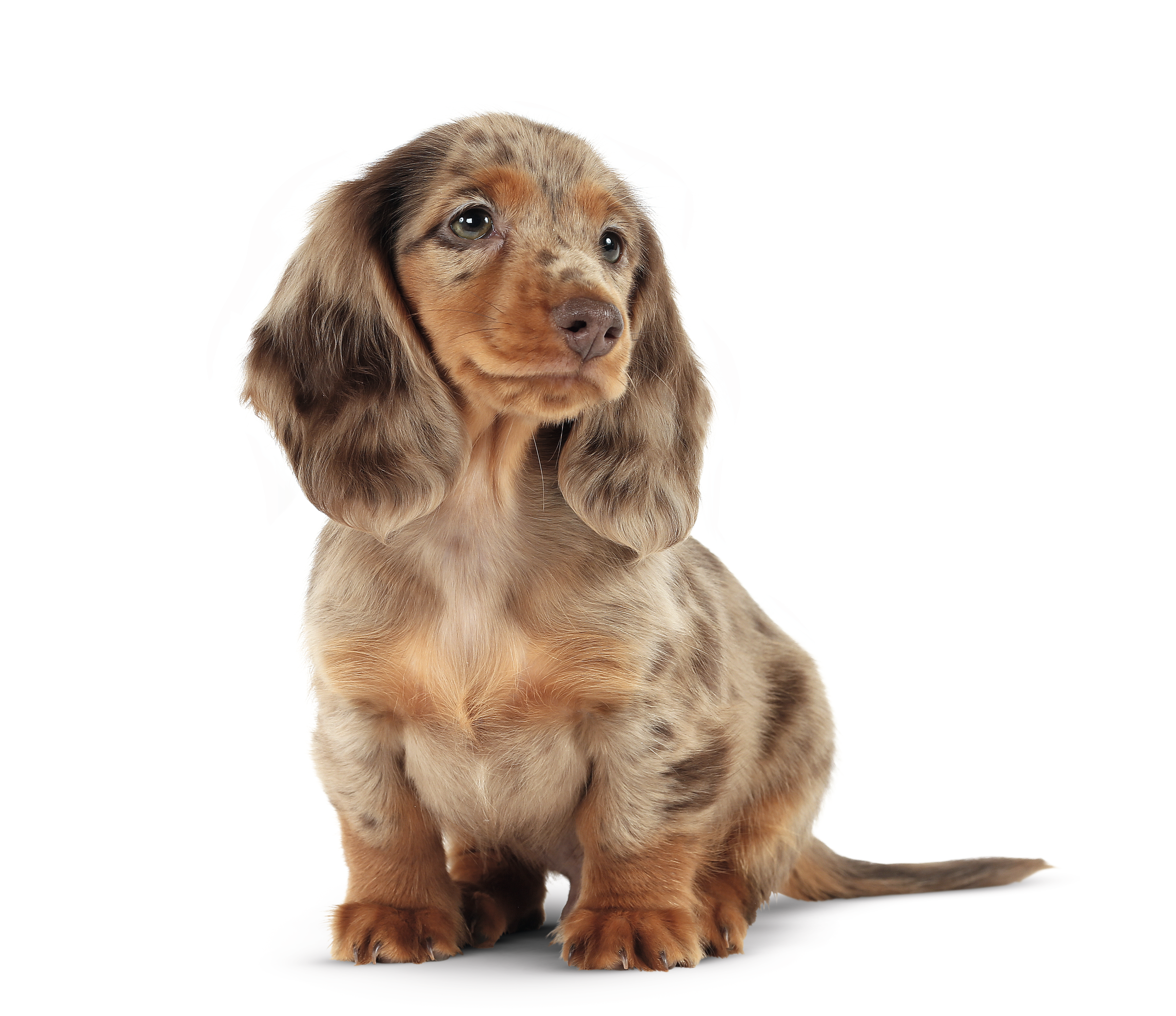 Long haired dachshund outlet shedding