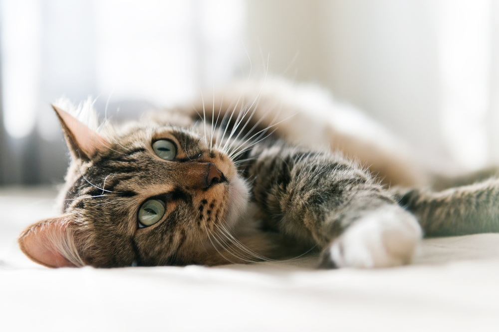 Katze liegt auf dem Bett und entspannt