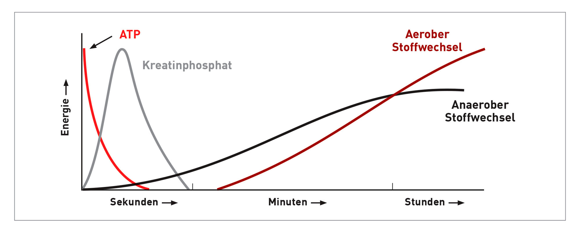 Diese Grafik zeigt den Verlauf der Nutzung verschiedener Energiequellen während einer körperlichen Anstrengung.