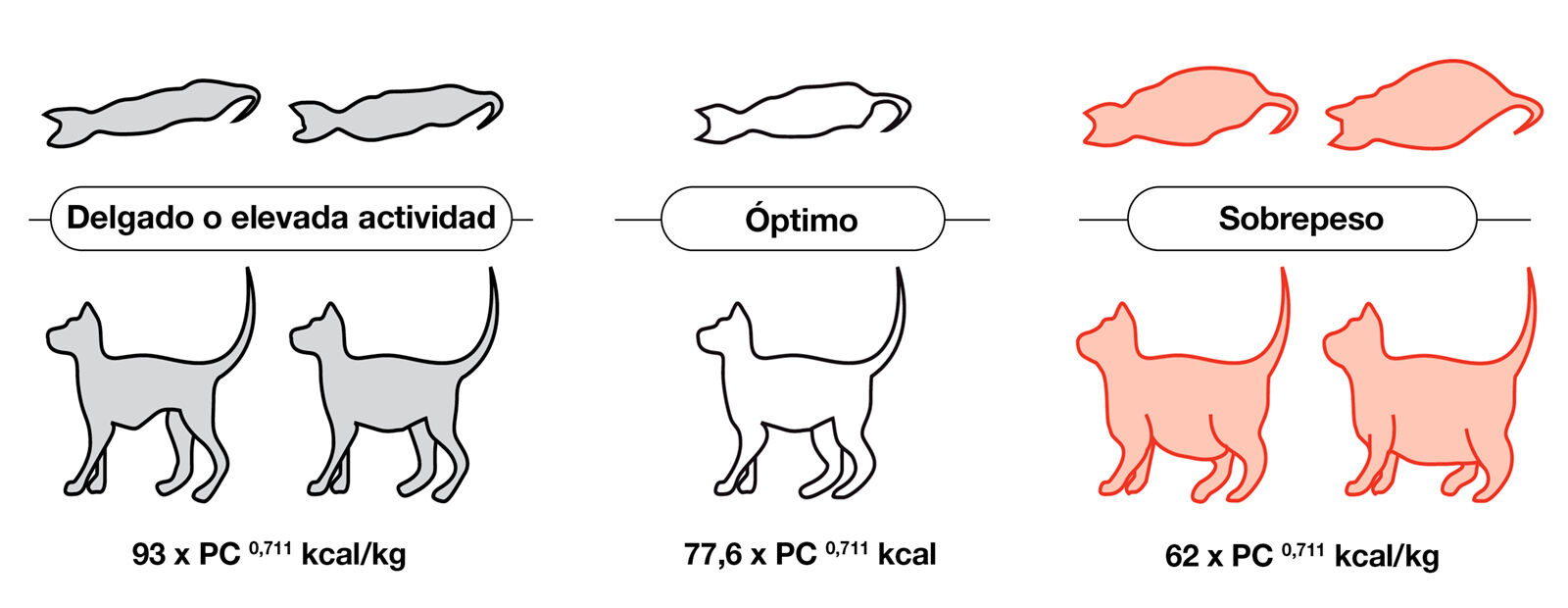 Consideraciones Nutricionales En El Gato De Edad
