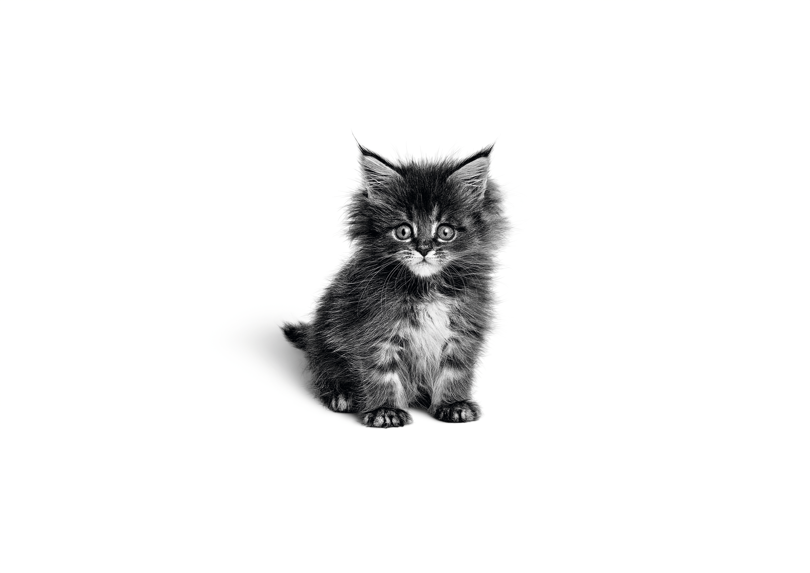 Maine Coon kitten sitting in black and white on a white background