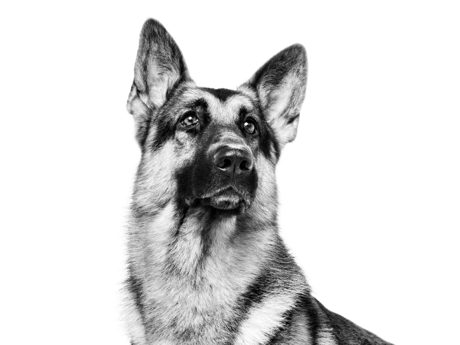 german shephard in black and white