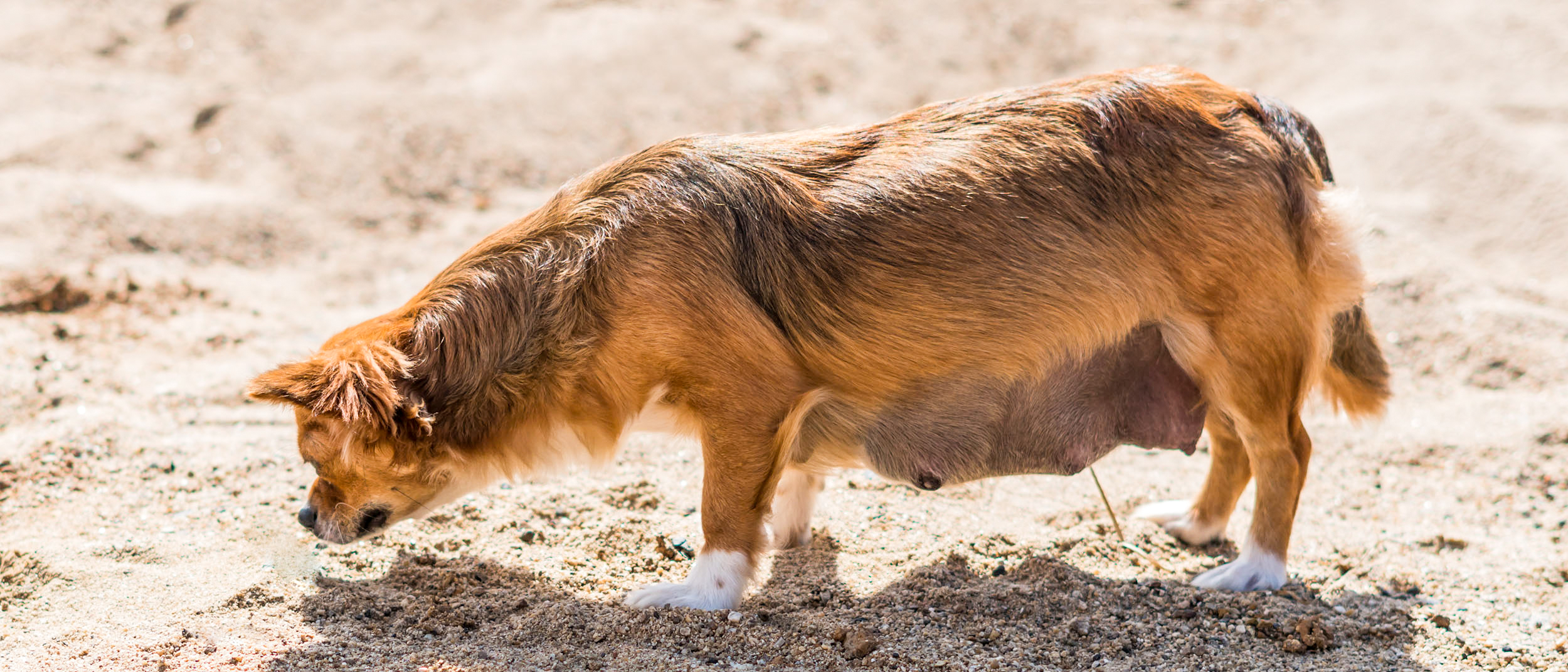 Pregnant Chihuahua standing on a sandy beach.