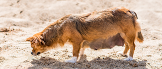 Pregnant Chihuahua standing on a sandy beach.
