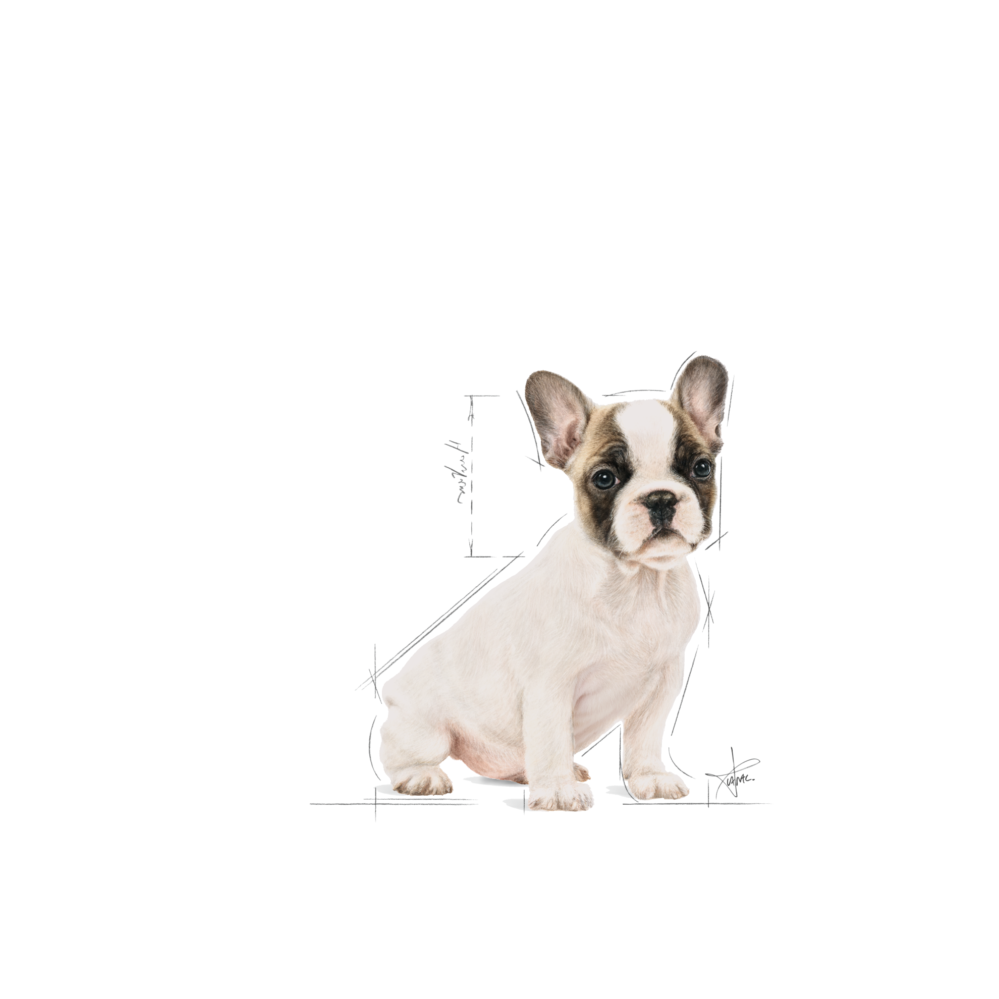 Royal Canin French Bulldog Puppy kuivtoit | Royal Canin EE