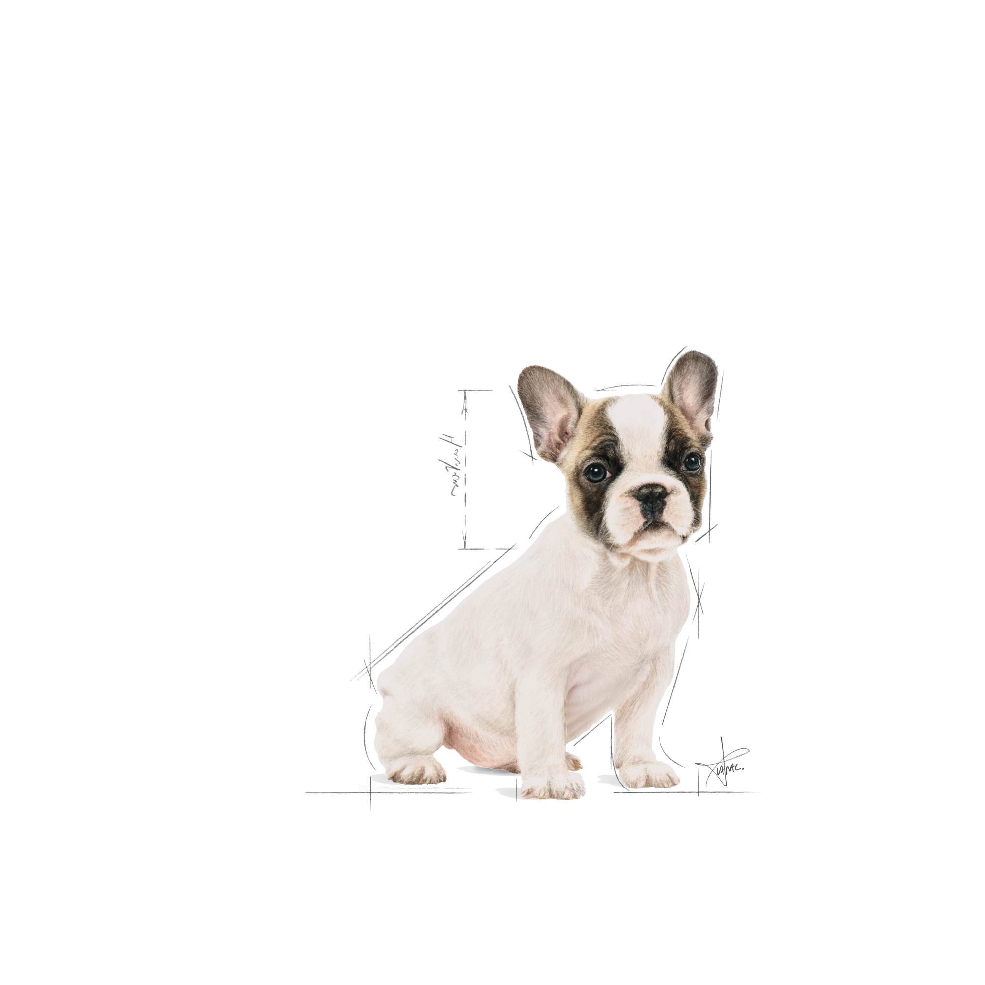 French Bulldog Puppy Dry Royal Canin