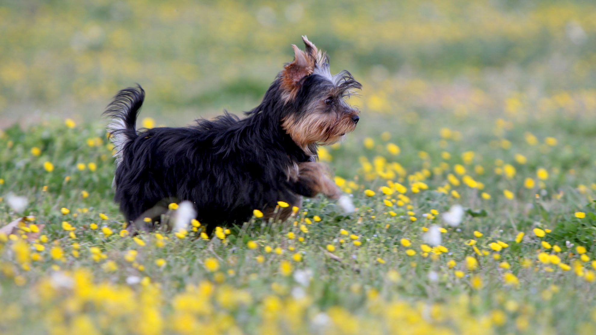 Yorkshire Terrier puppy running through grass and yellow flowers