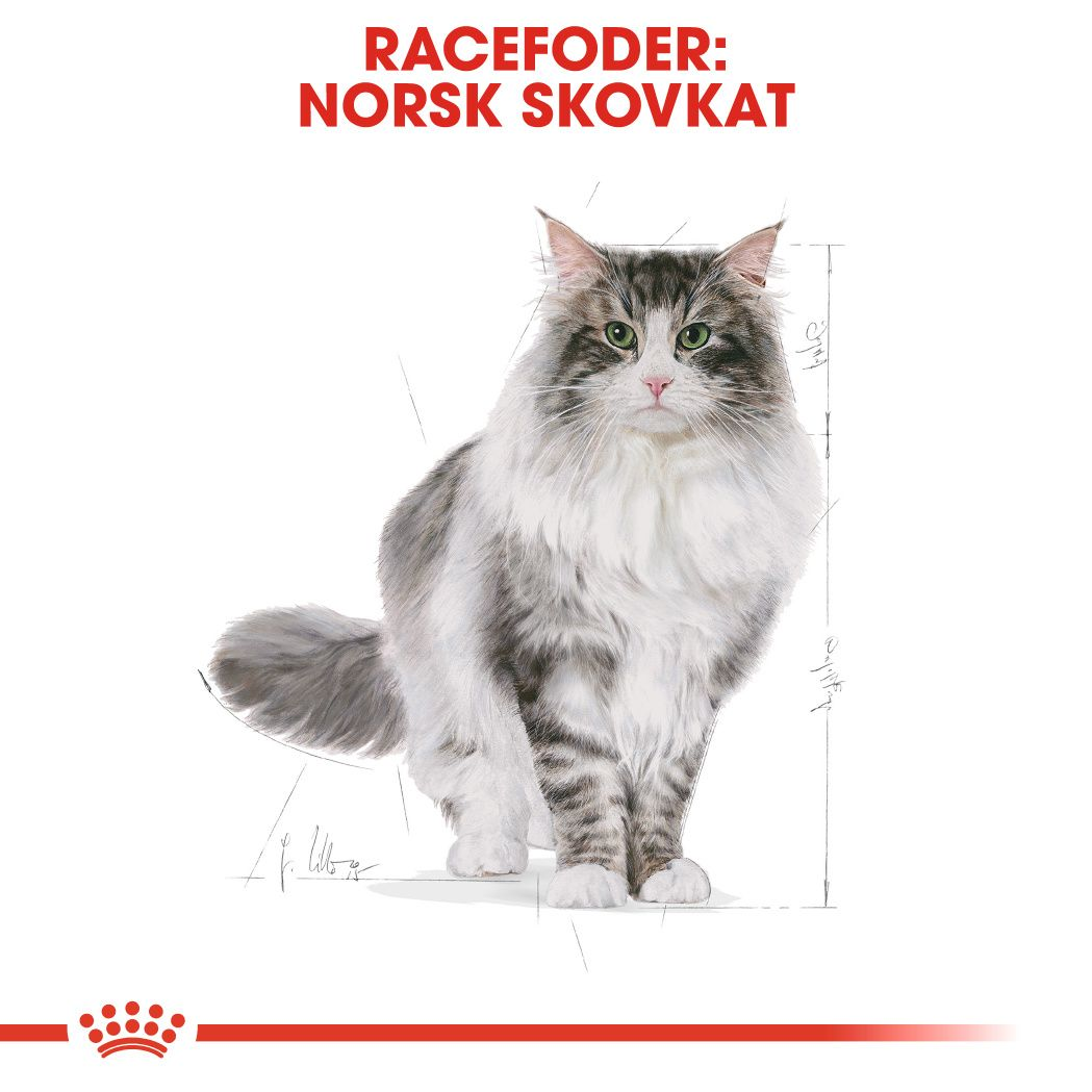 Norwegian Forest Cat Adult