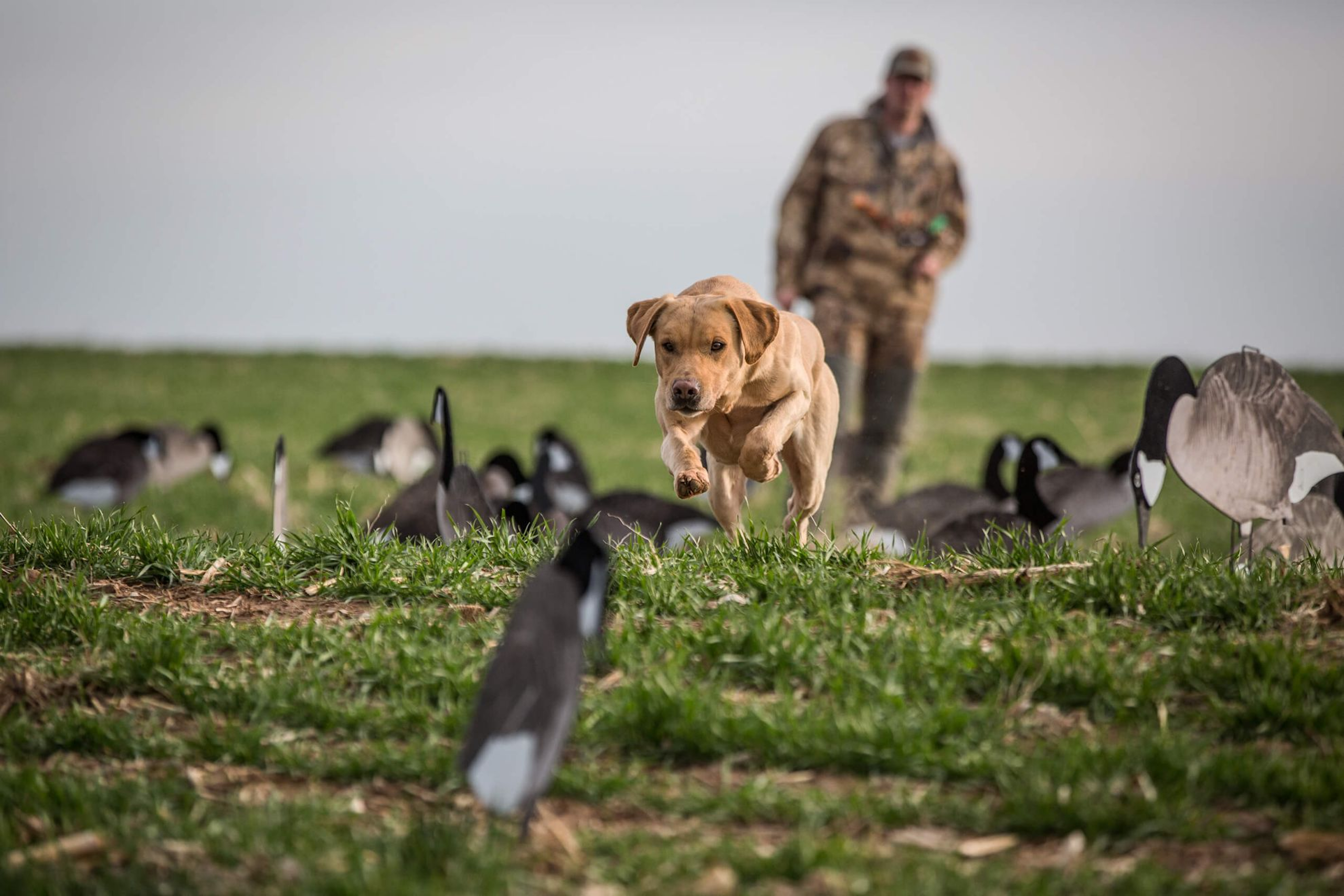 is a lab a sporting dog