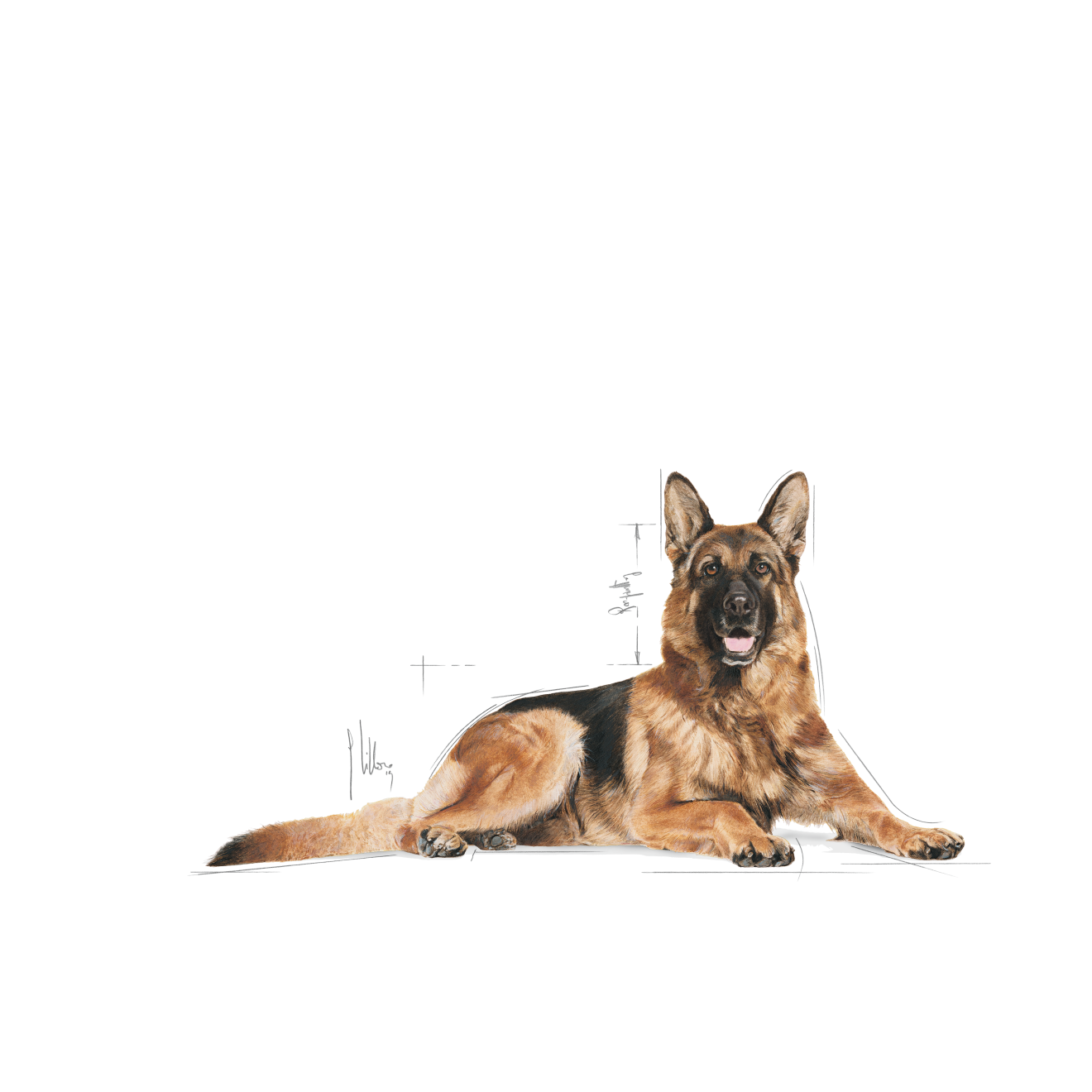 German Shepherd 5+