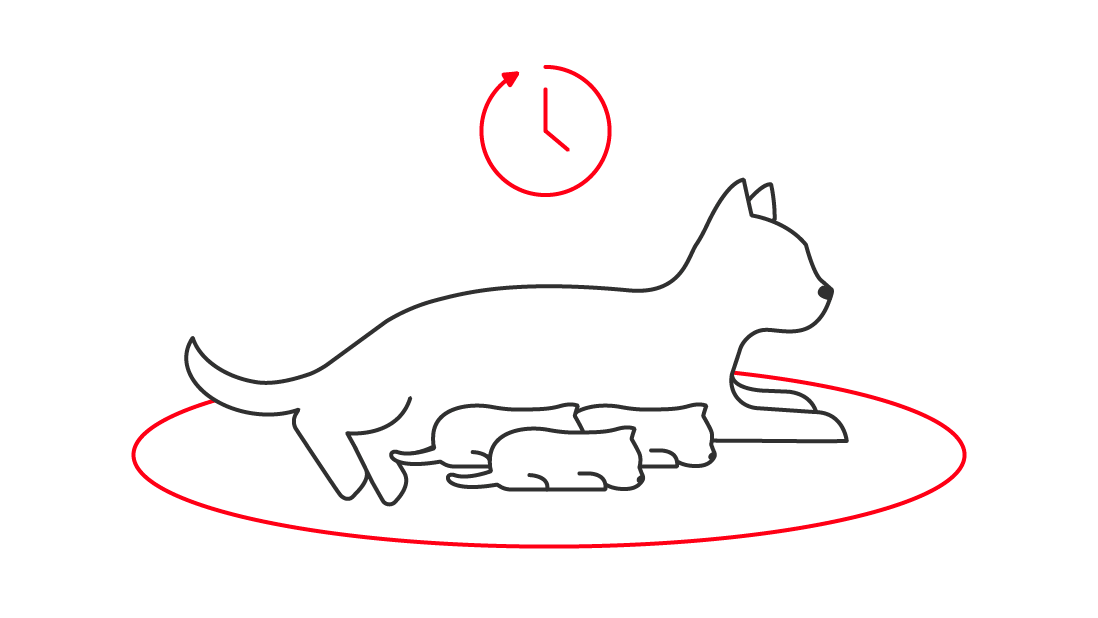 Illustration d'une chatte couchée à côté de ses chatons nouveau-nés