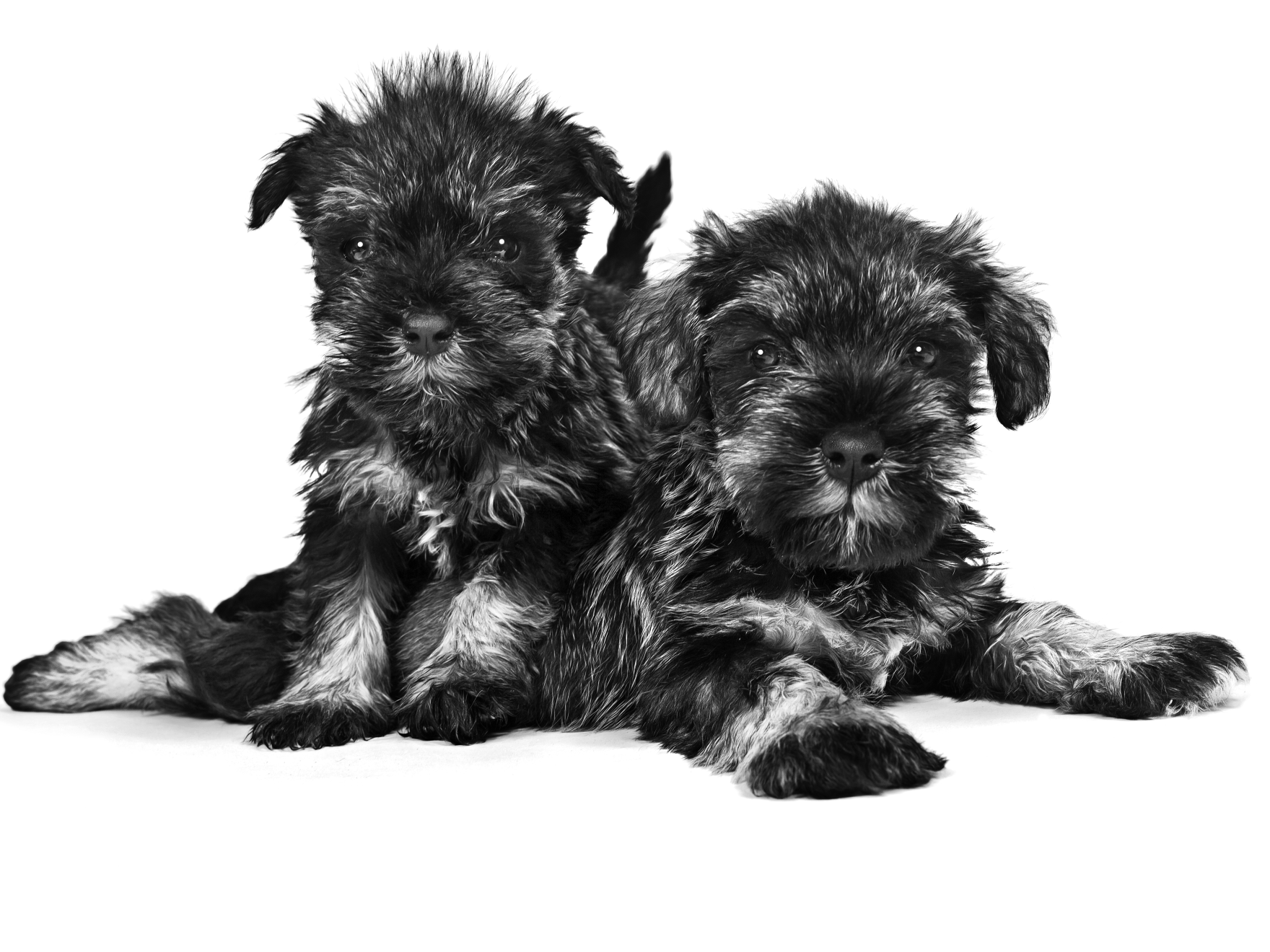 Black and white portrait of two Miniature Schnauzer puppies lying down