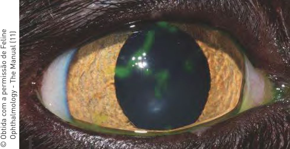 Figura 4. Ceratite herpética em gato Doméstico de Pelo Curto de 5 meses de vida