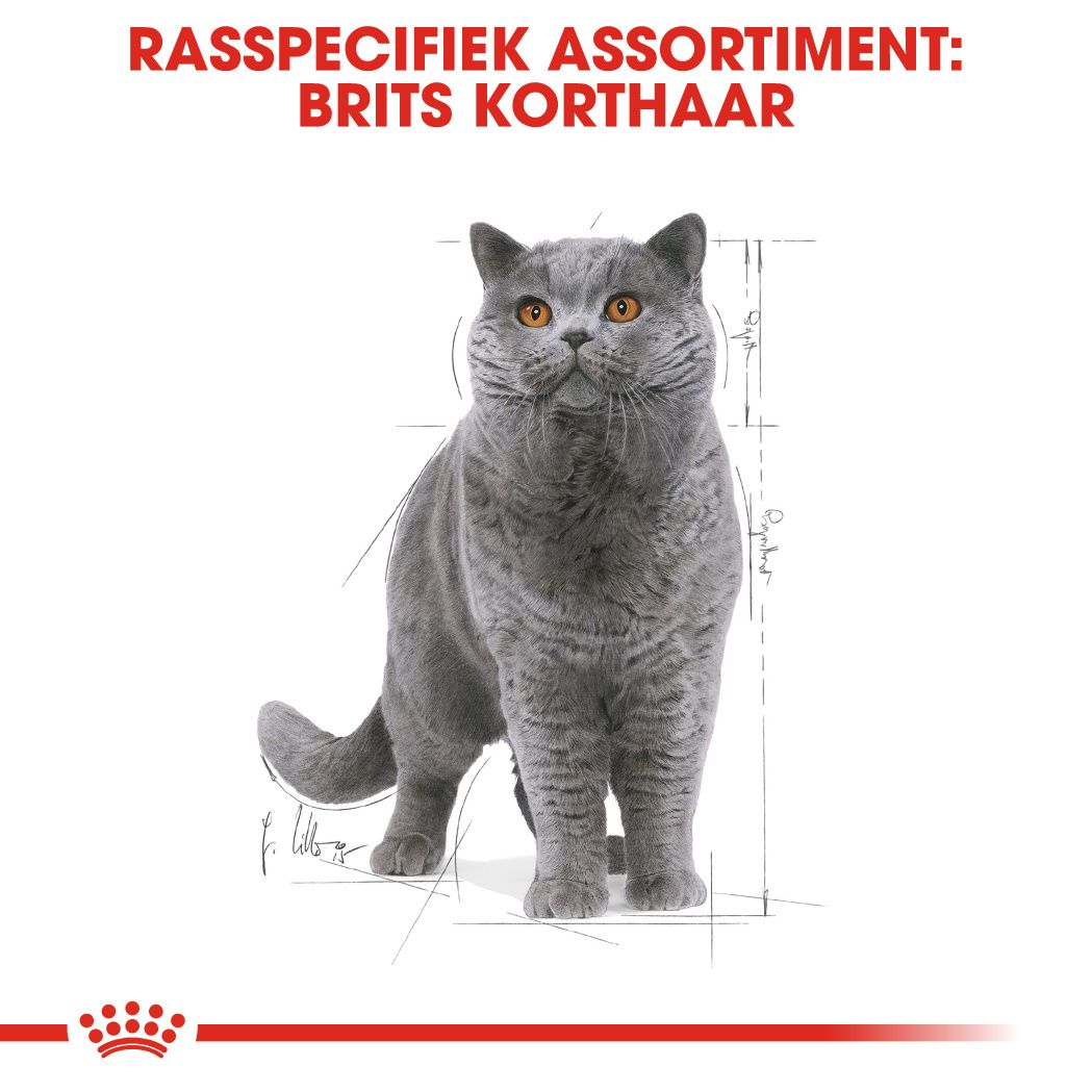 British Shorthair Wet