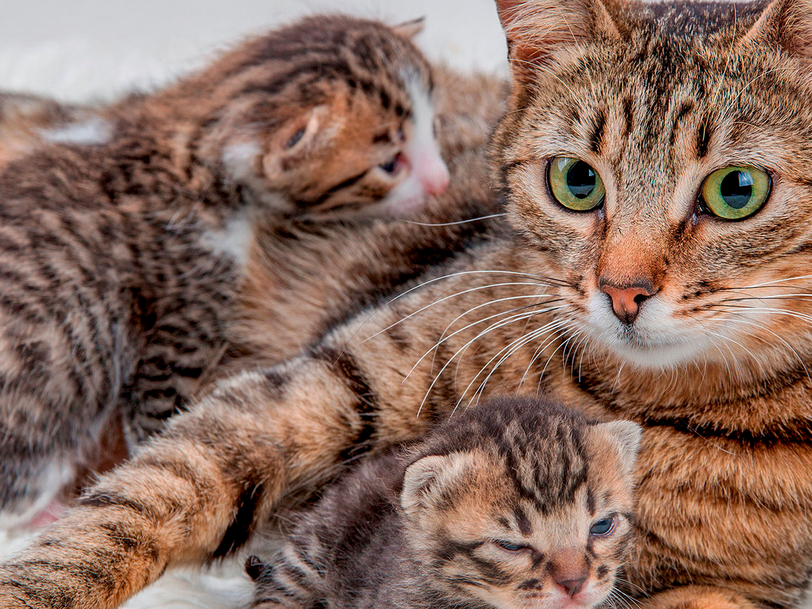 Adult cat lying down on a white rug with newborn kittens