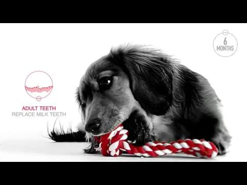 Give your puppy the perfect start