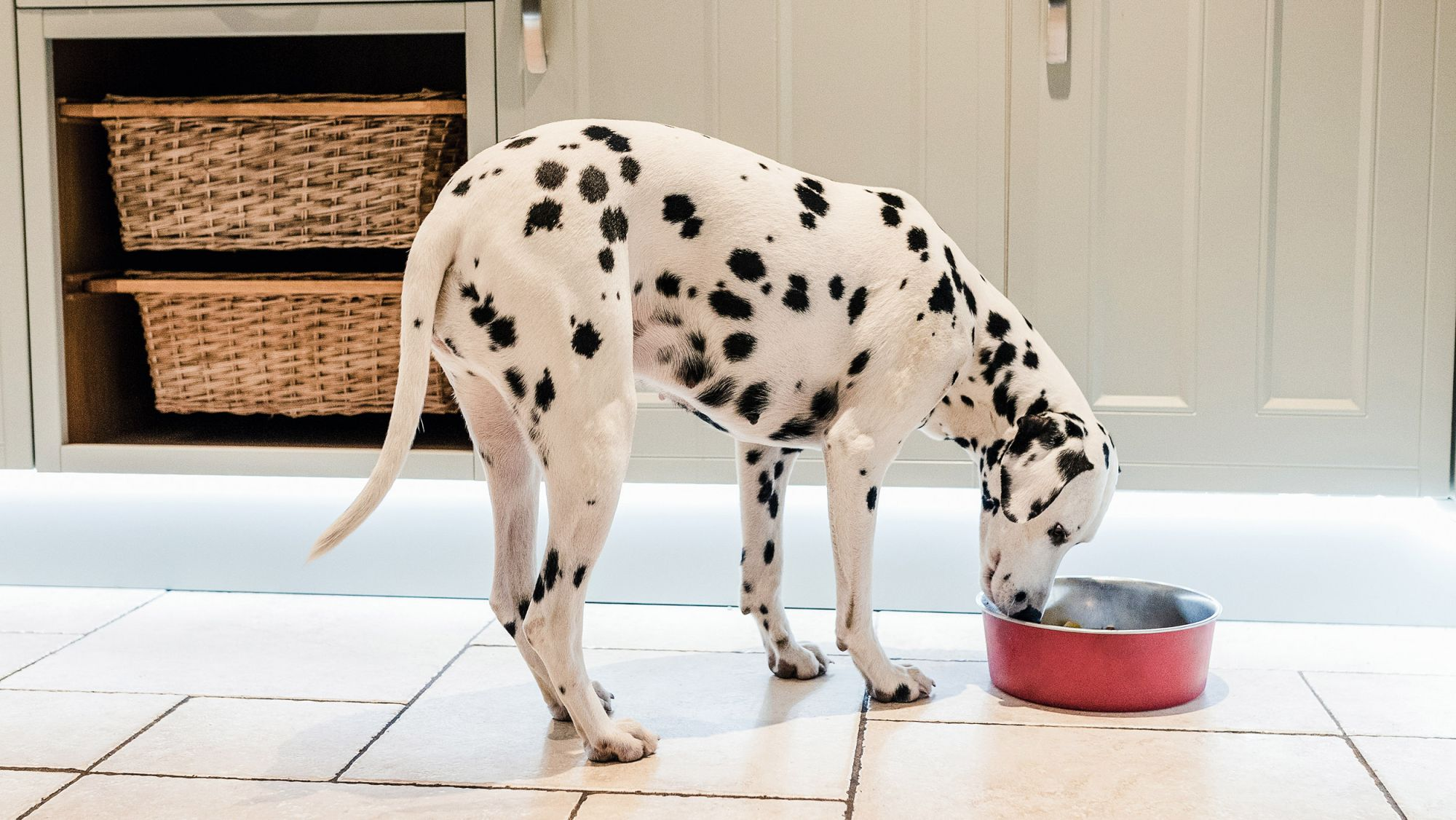 Dalmatian adult standing in a kitchen eating from a red bowl.