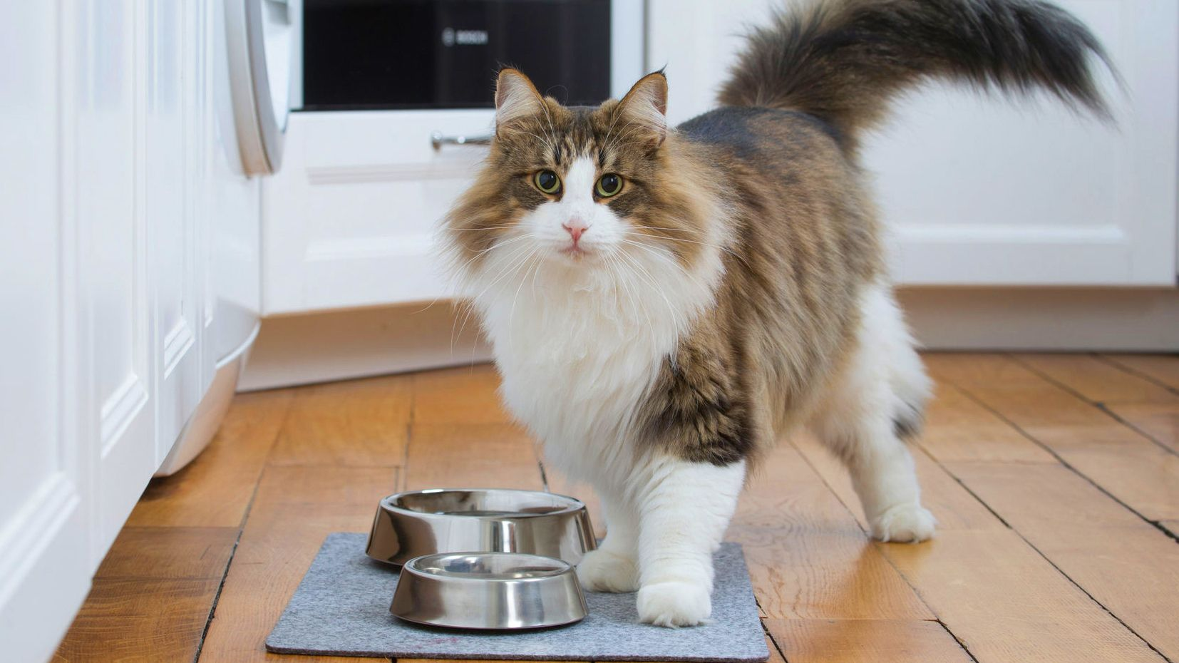 Kot norweski leśny stoi przy miskach z jedzeniem i wodą