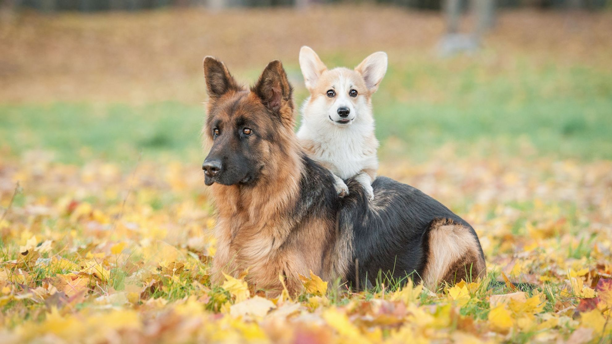 Chiot Welsh Corgi Pembroke avec un berger allemand en automne