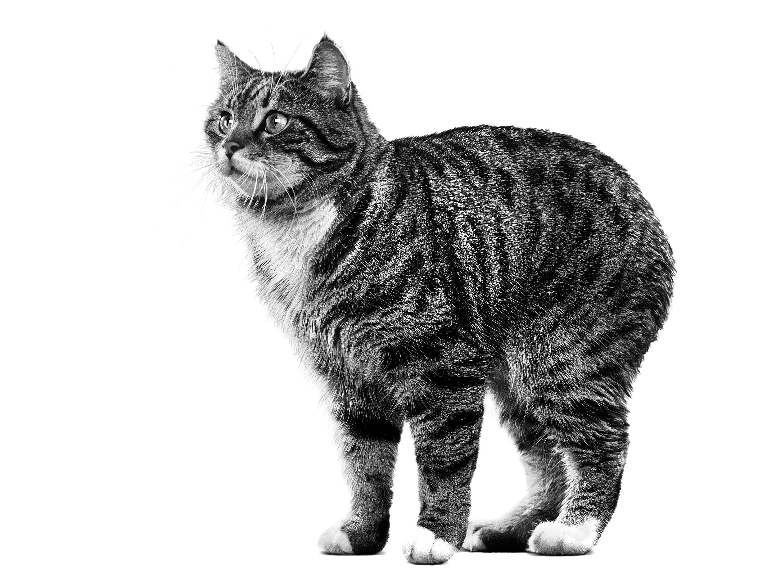 Manx | Royal Canin