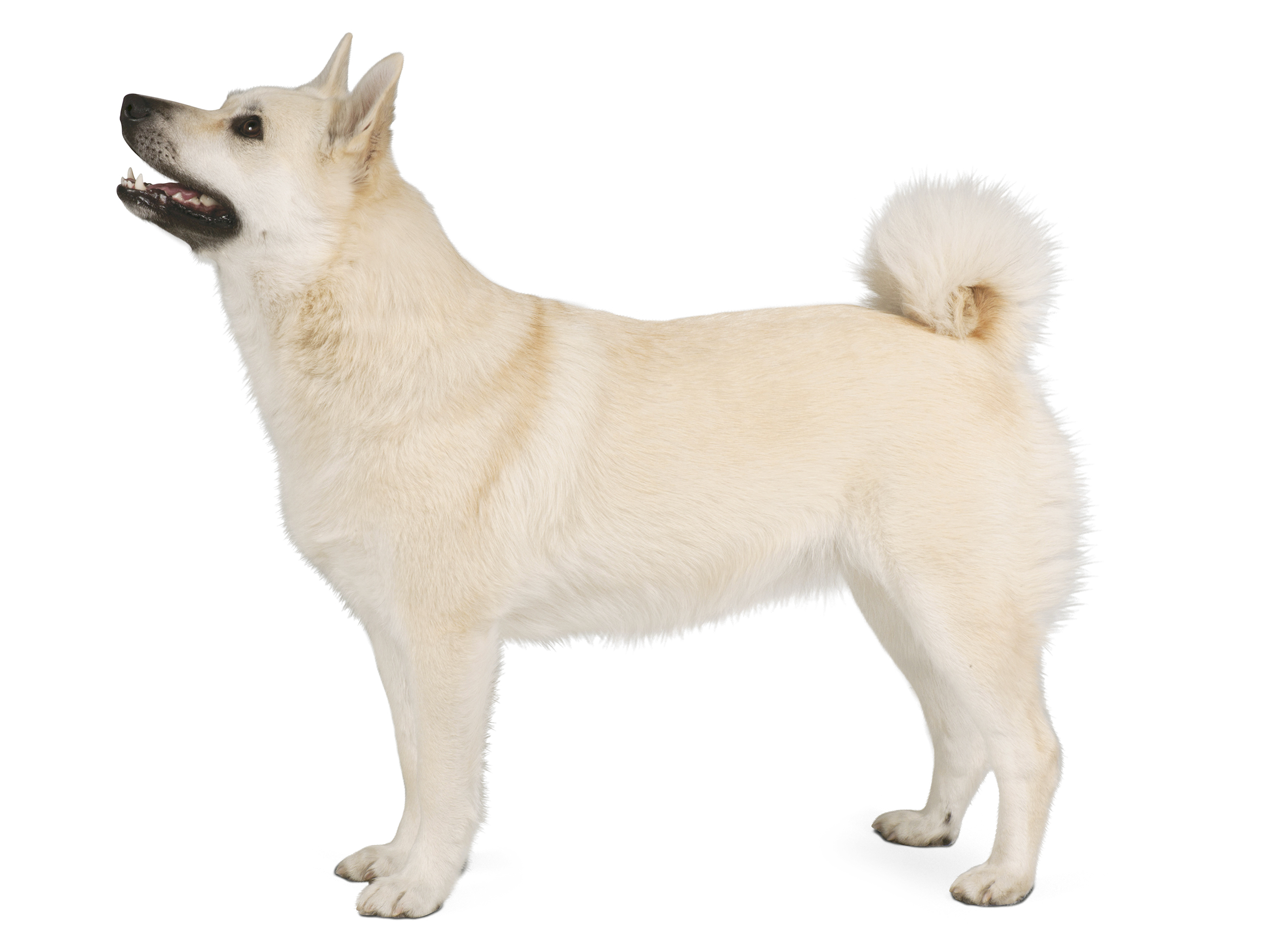 Norwegian Buhund adult black and white 