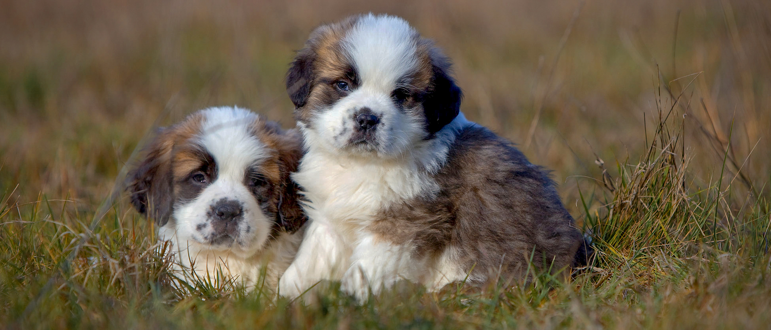 Puppy Saint Bernards sitting together in a field.