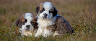 Puppy Saint Bernards sitting together in a field.