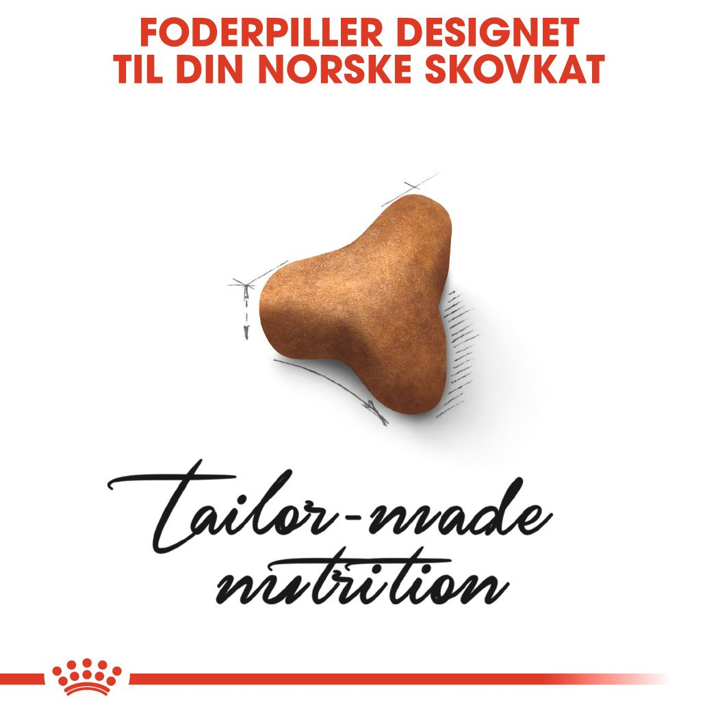 Norwegian Forest Cat Adult