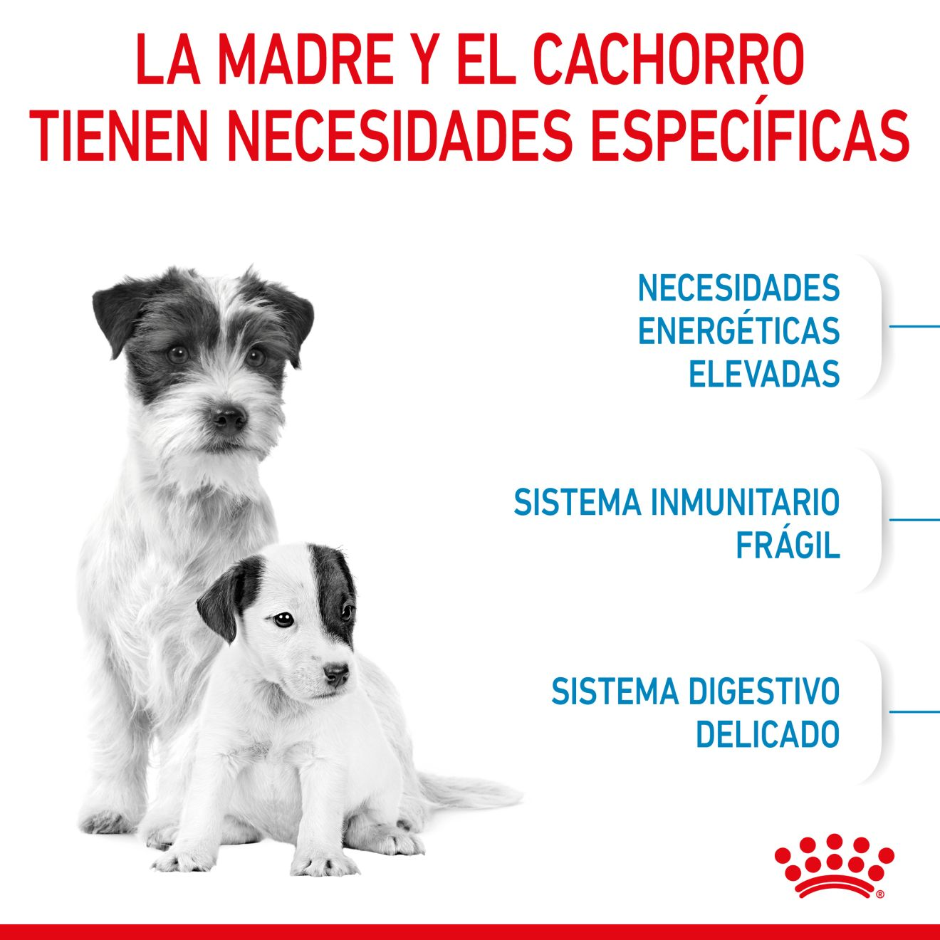 Starter Mother & Babydog Perro Miniatura