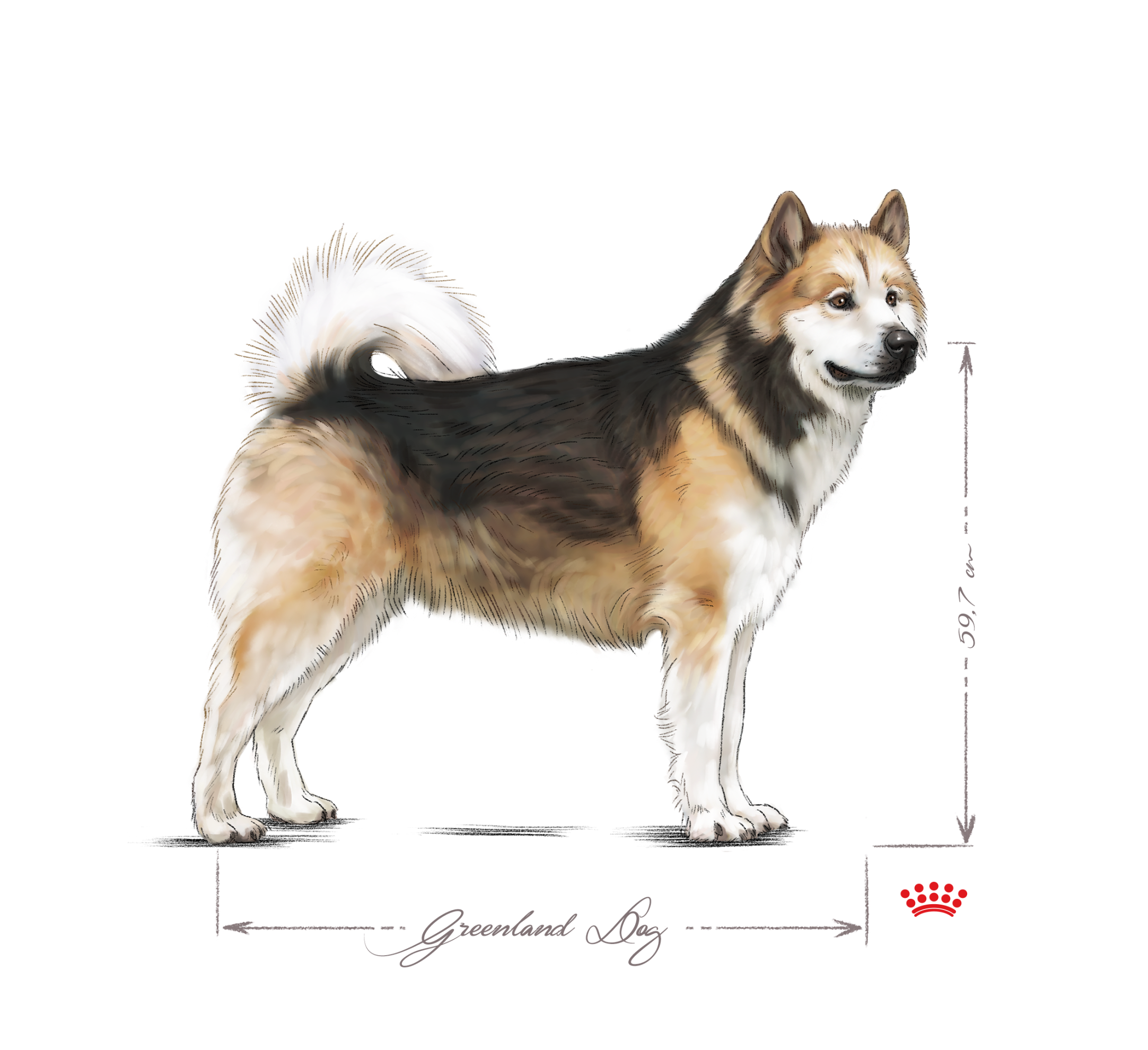 Greenland Dog adult in black and white