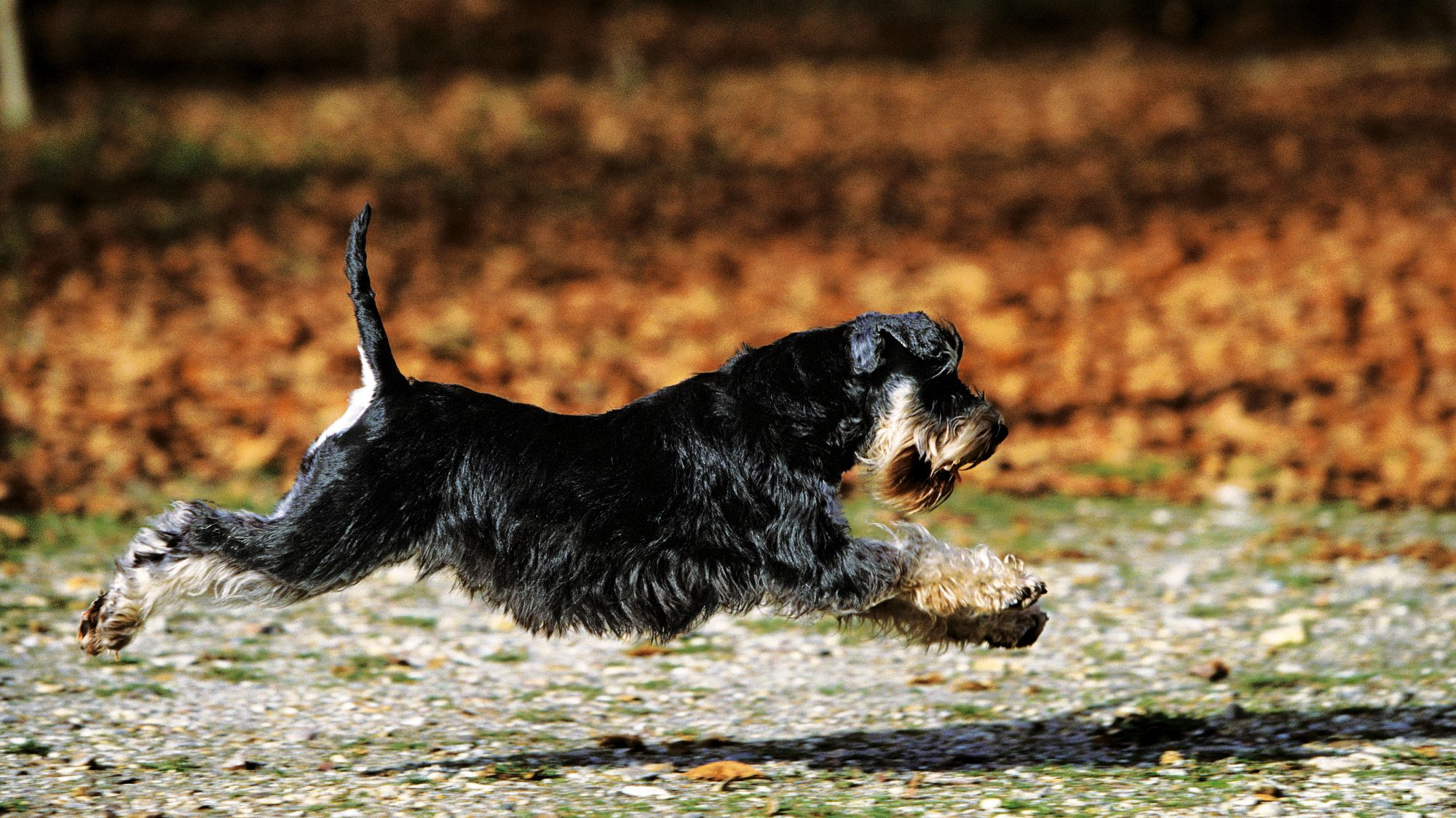 Dwergschnauzer midden in de lucht vastgelegd terwijl hij door de bladeren rent