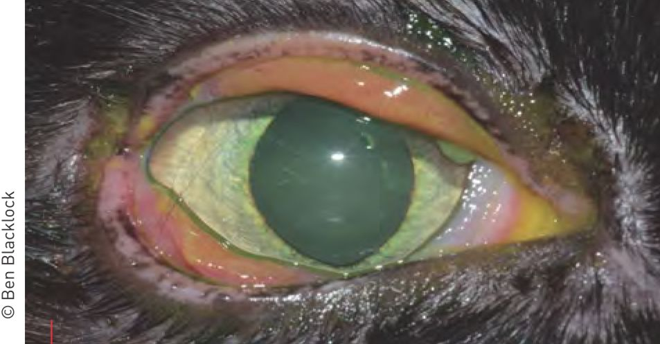 Figura 5. Quemose e úlcera dendrítica, observadas em infecção por herpes-vírus felino