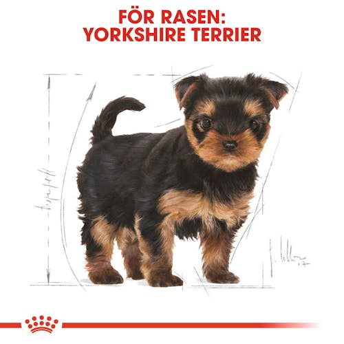 Yorkshire Terrier Puppy