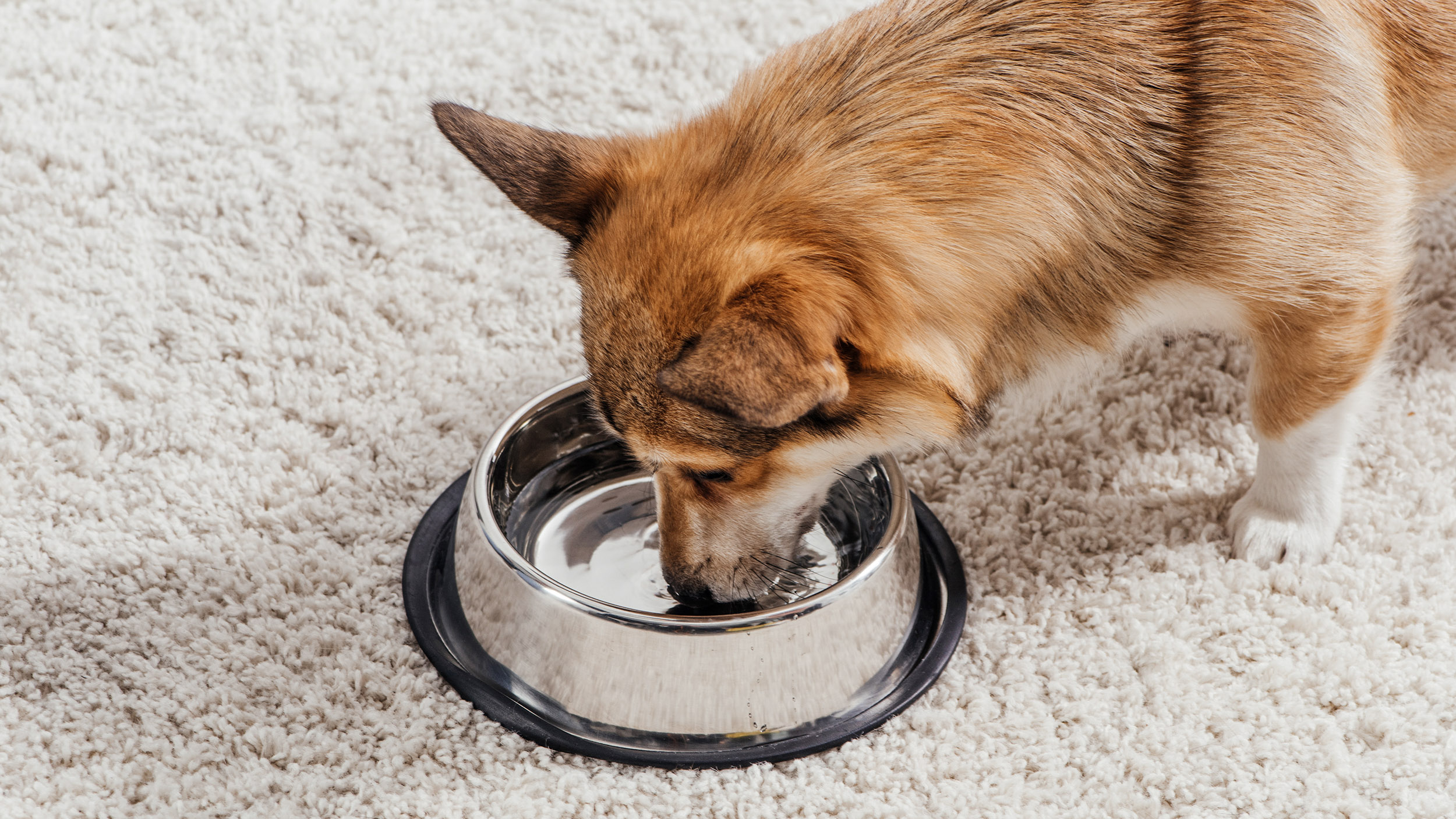 Welsh Corgi standing on a cream carpet eating from a silver bowl.