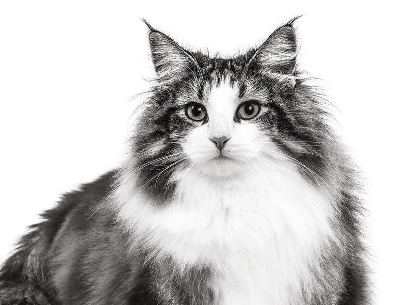 Norweski kot leśny patrzy w obiektyw kamerę, czarno-biała ilustracja