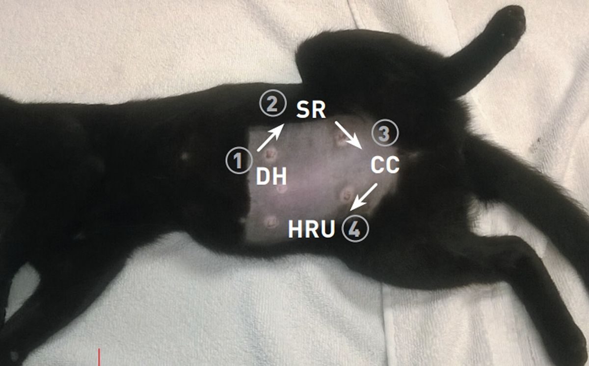 Figure 1. AFAST landmarks on a cat in right lateral recumbency. The cat is sedated in preparation for an elective ovariohysterectomy; for the ultrasound scan the cat would generally not be sedated and not shaved, but the shaved abdomen helps better show the anatomical landmarks. DH = Diaphragmatico-Hepatic View; SR = Spleno-Renal View; CC = Cysto-Colic View HRU = Hepato-Renal Umbilical View© Dr. Gregory Lisciandro, Hill Country Veterinary Specialists, FASTVet.com, Spicewood, Texas