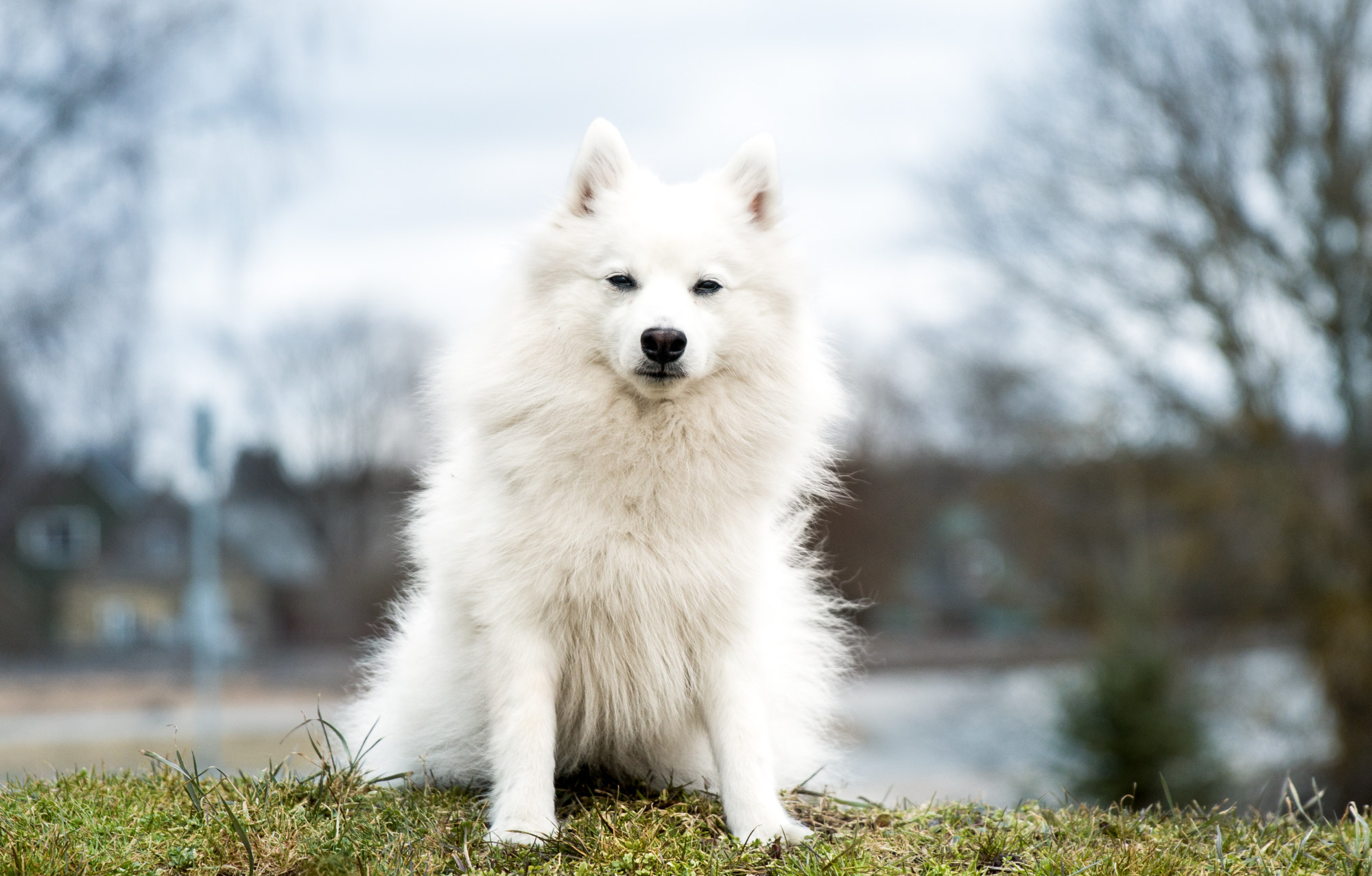 Japanese Spitz sat on a hill, eyes squinted