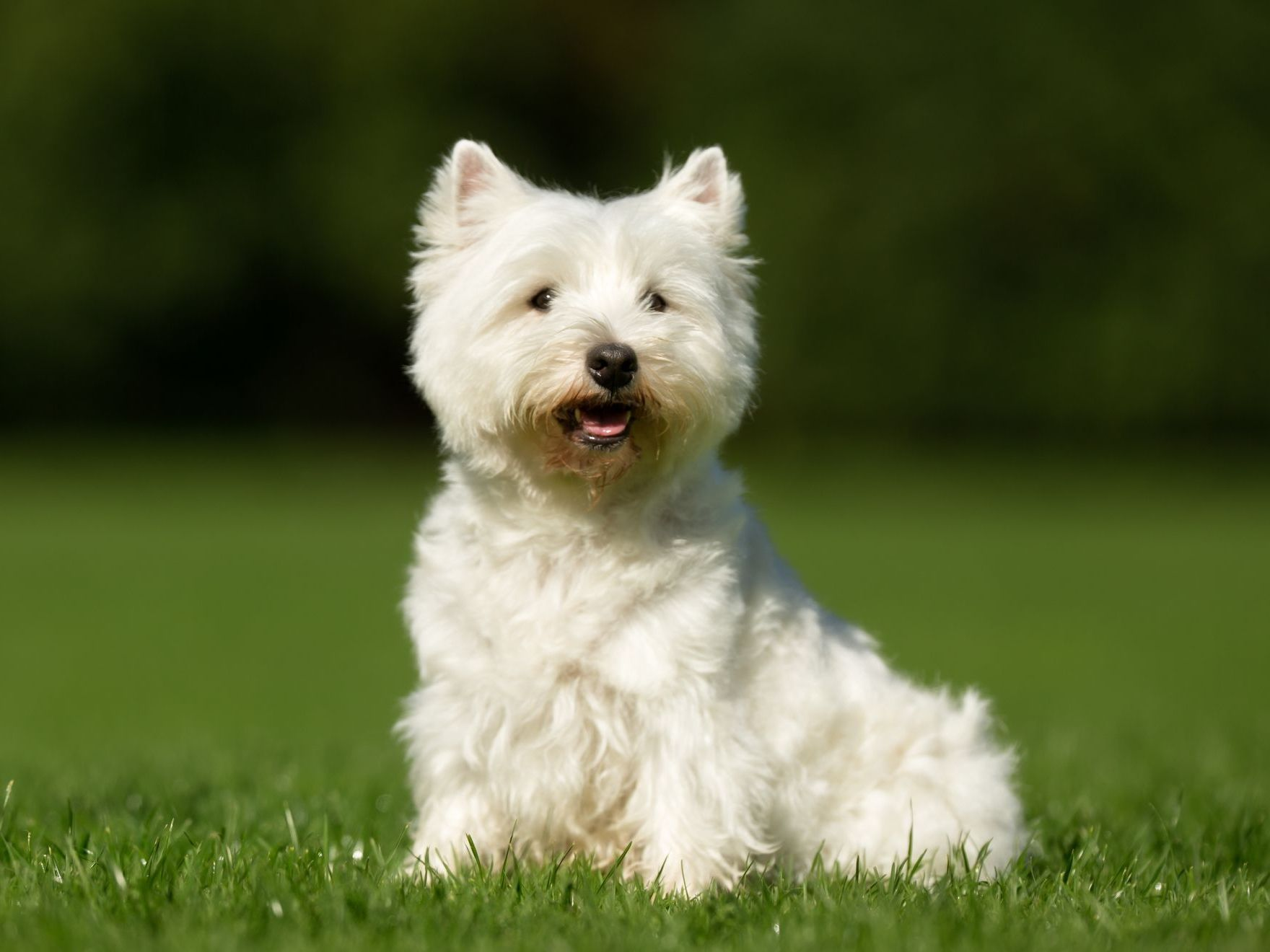 adult-west-highland-white-terrier