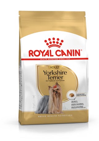 Yorkshire Terrier Adulte