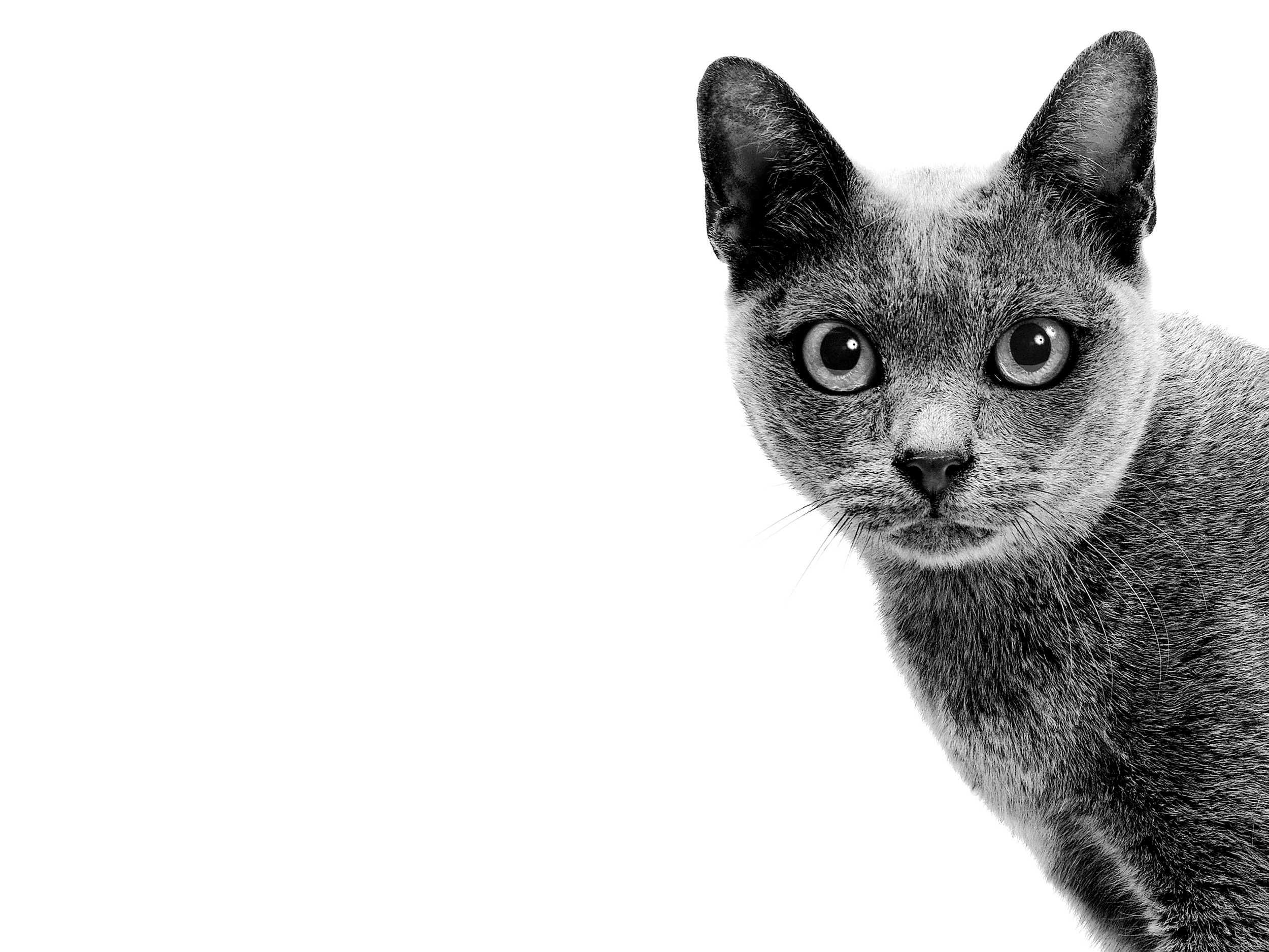 Korat adult black and white