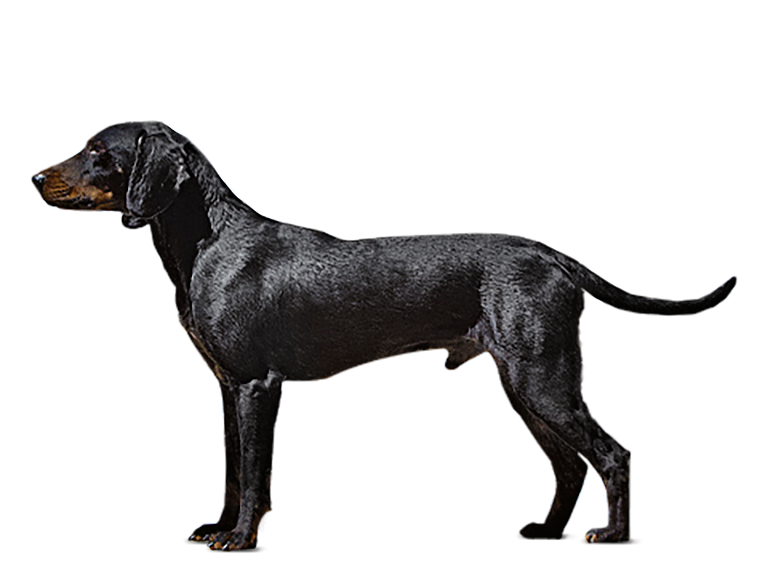 Montenegrin Mountain Hound adult black and white