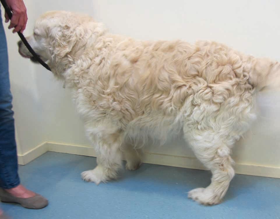 An atopic dog with excessive hair growth; the dog had received maintenance therapy with cyclosporine for a year.