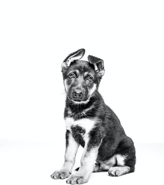 German shepherd puppy sitting in black and white on a white background