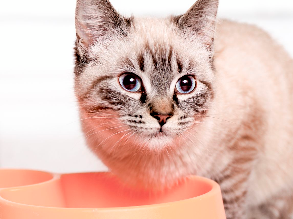 Kitten cat sitting indoors by an orange food bowl
