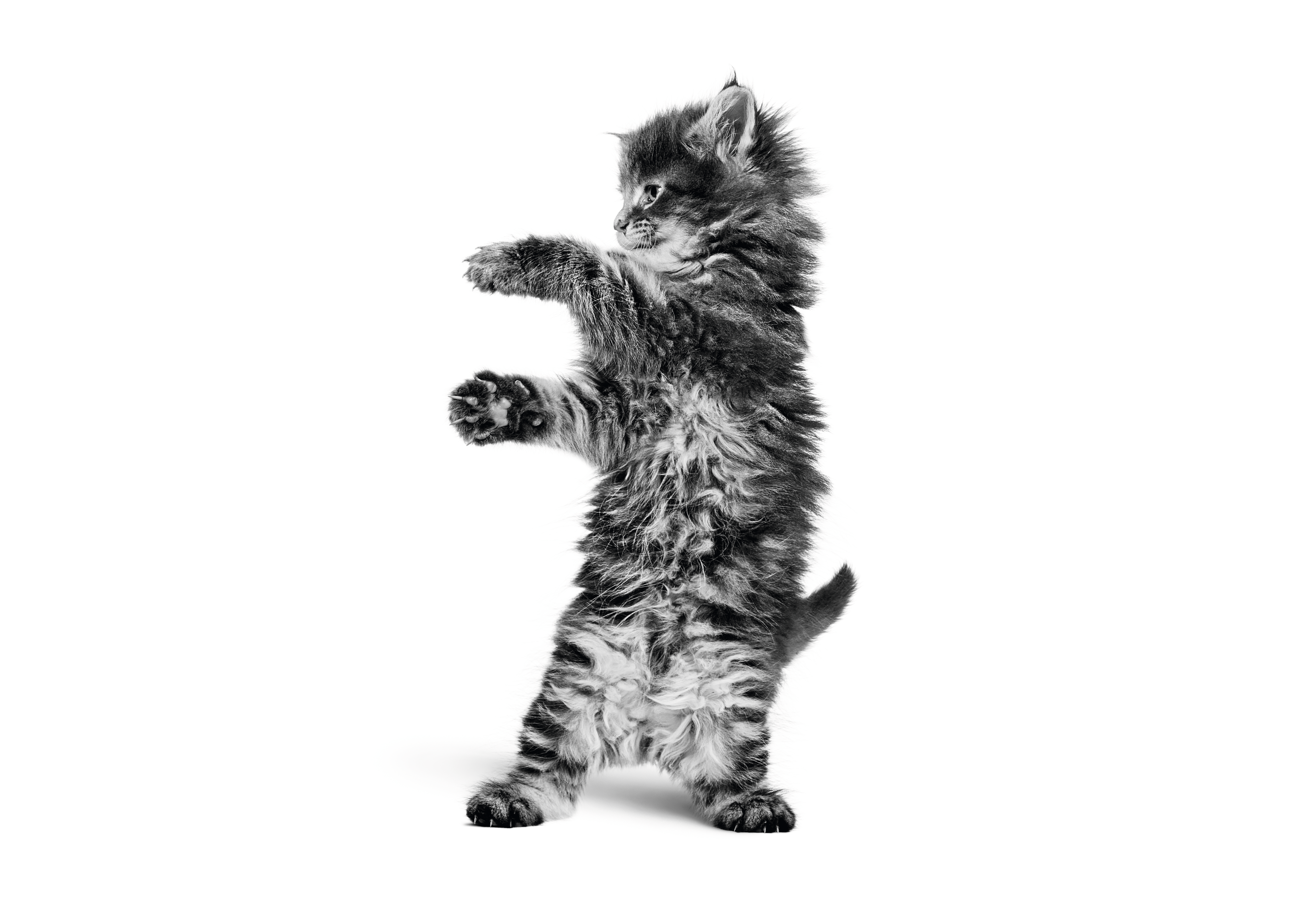 Ragdoll Adult sitting in black and white on a white background