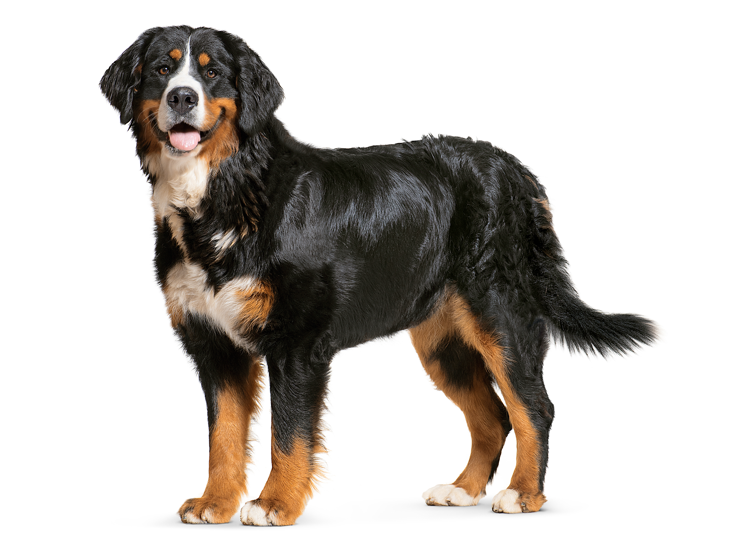 Bernese Mountain Dog adult in black and white