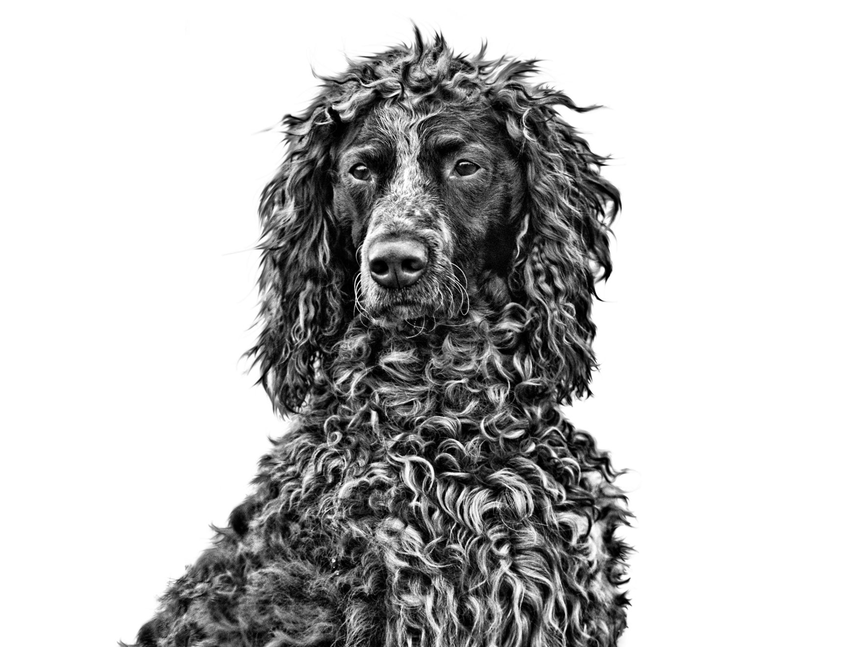 Pont-Audemer Spaniel