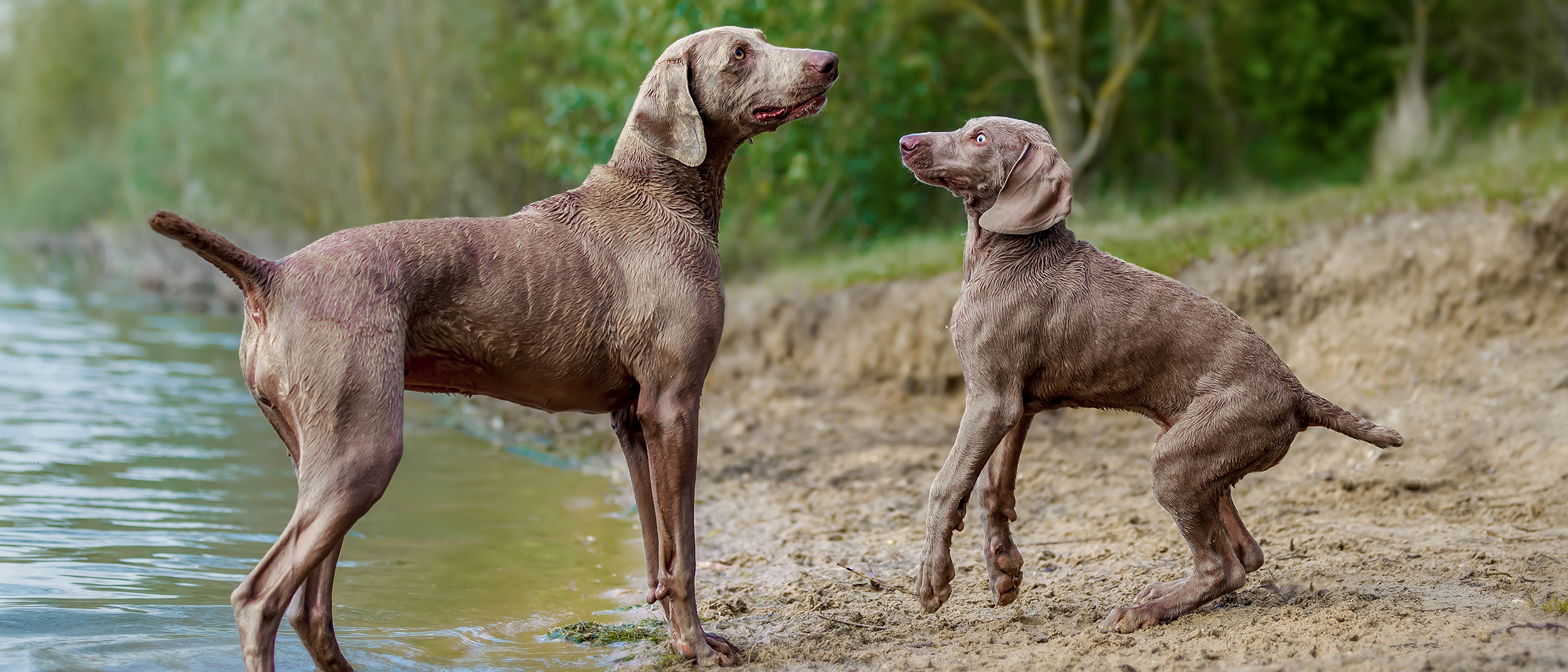 Adult Weimaraner standing on a beach playing with a Weimaraner puppy.