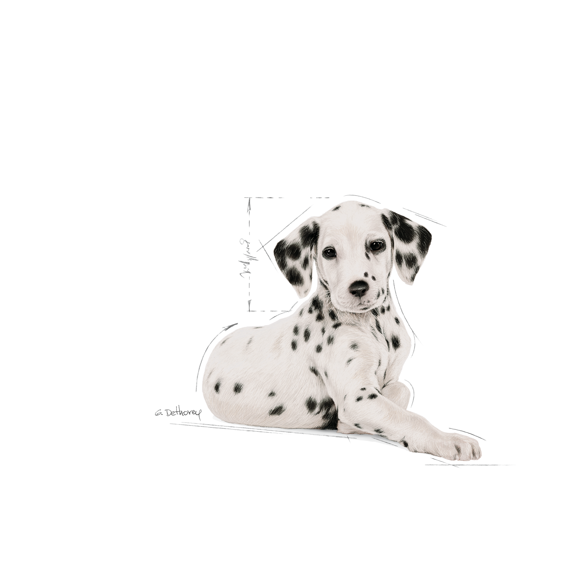 Dalmatian clearance puppy feeding