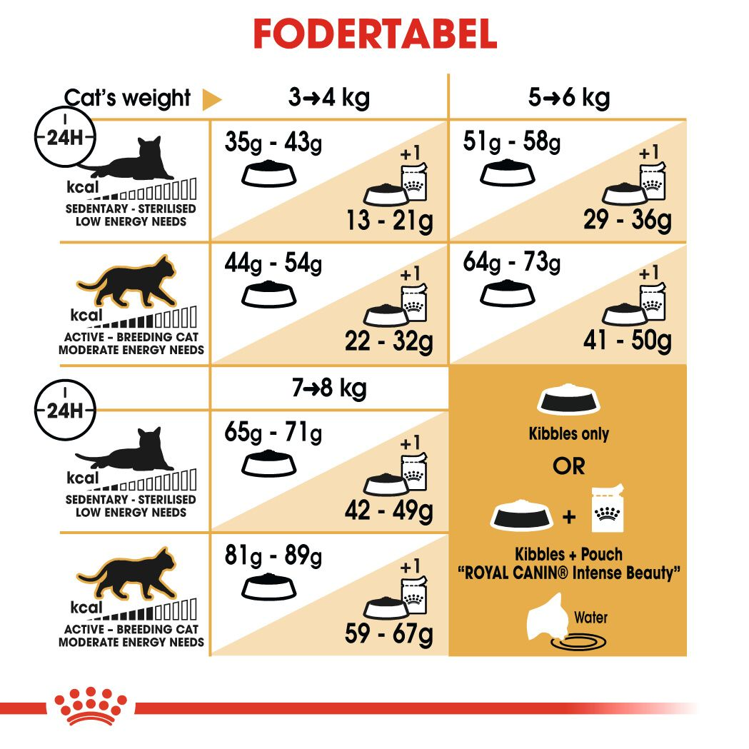 Norwegian Forest Cat Adult